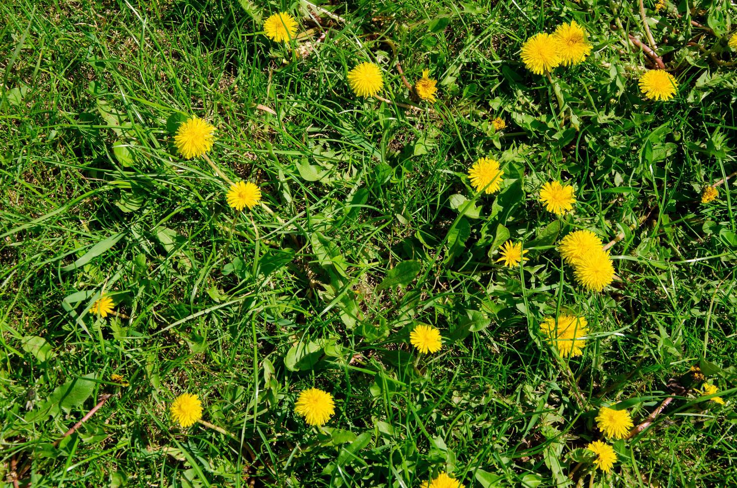 Yellow dandelions grow on green grass during the day photo