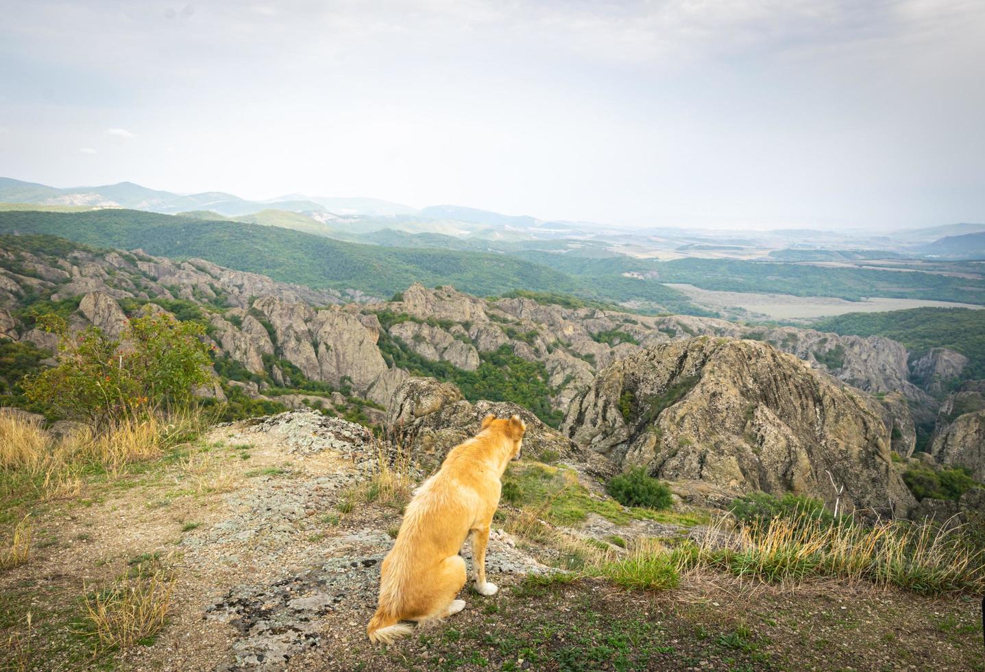 Brown dog at the Birtvisi canyon in Georgia photo