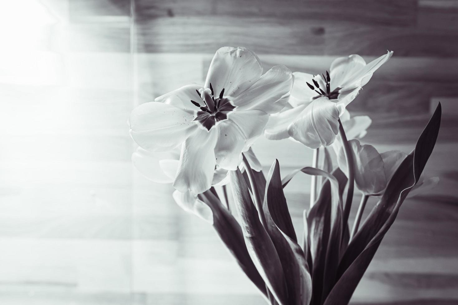 Macro close up view of tulips with opened petals photo