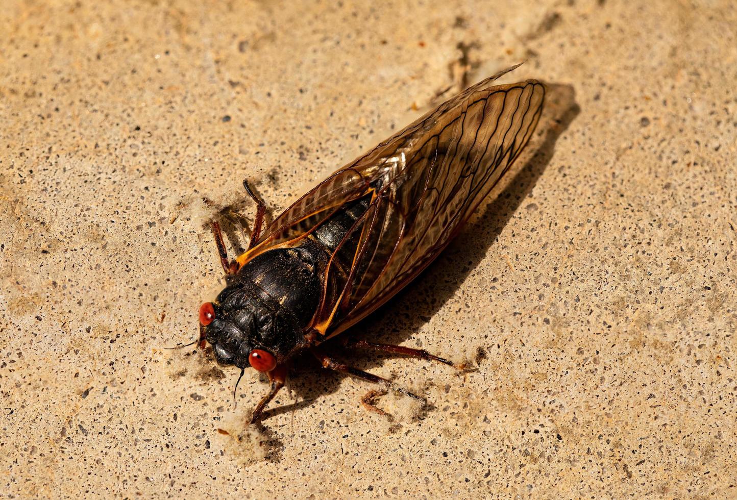 A fully emerged Brood X cicada on concrete photo