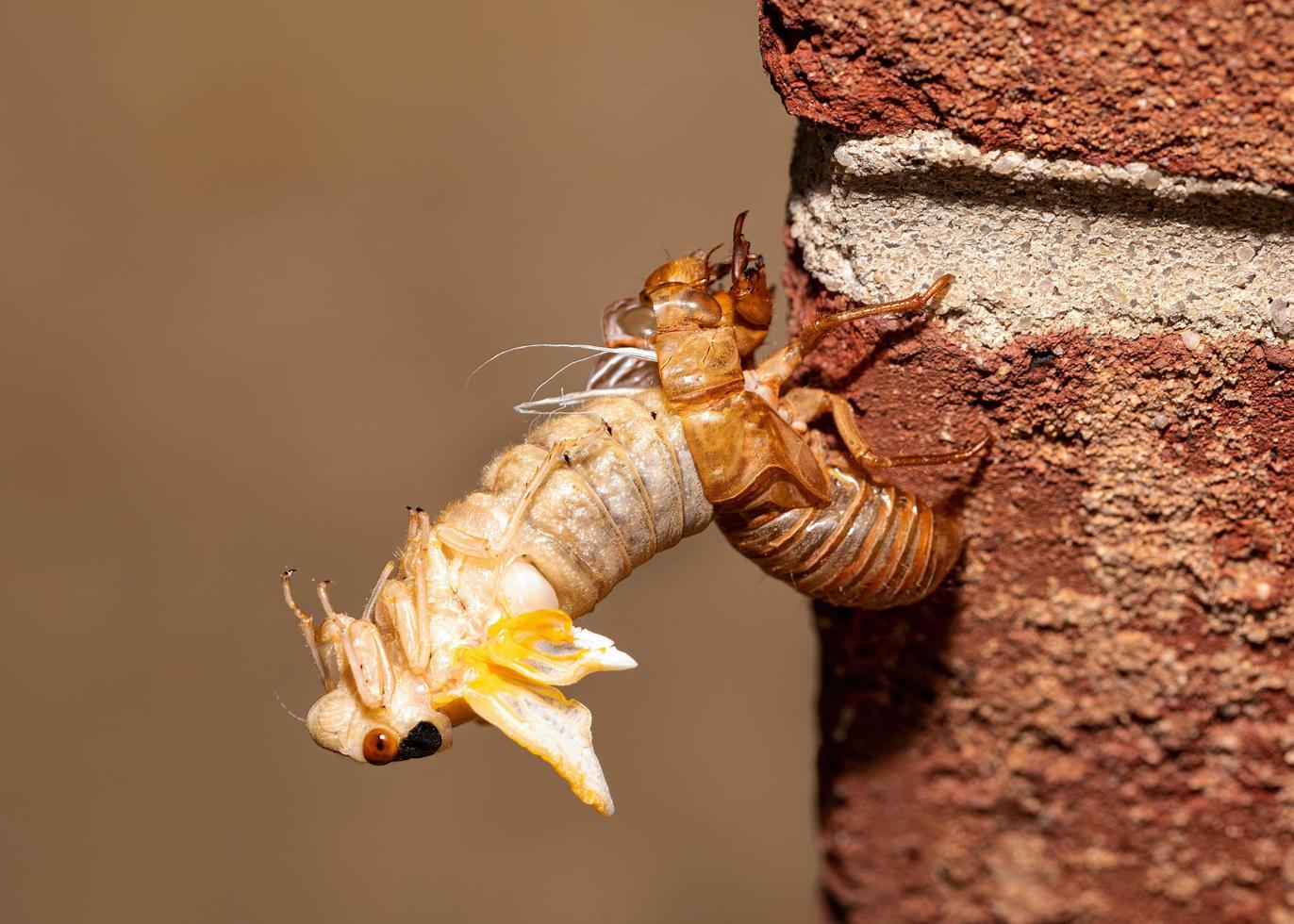 Brood X cicada in the process of emerging from its exoskeleton, side view photo