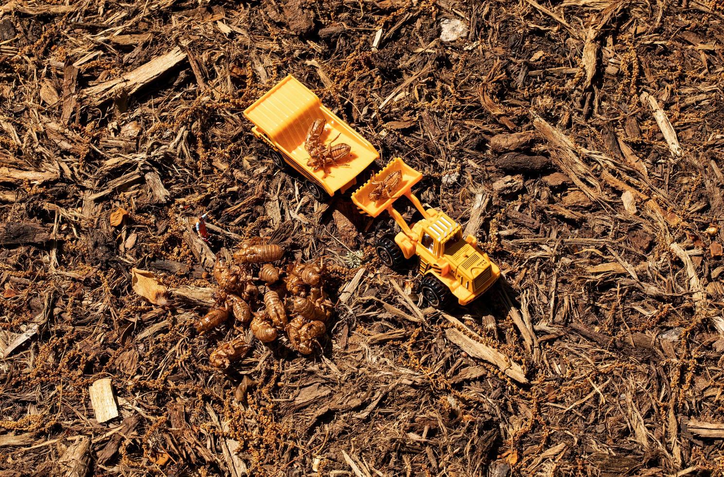 Workers in diorama load Brood X cicada exoskeletons into dump truck photo