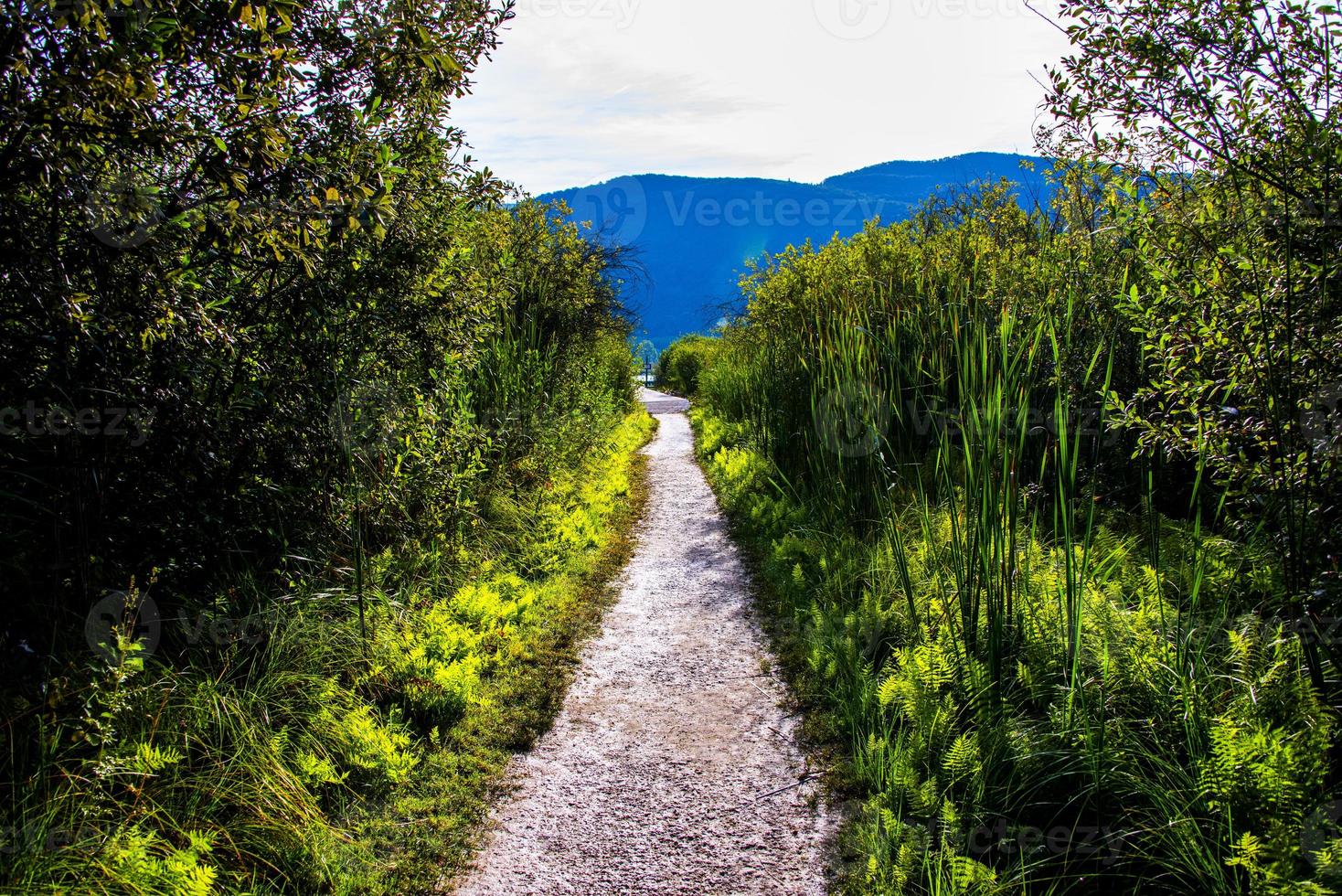 Small path between the reeds photo