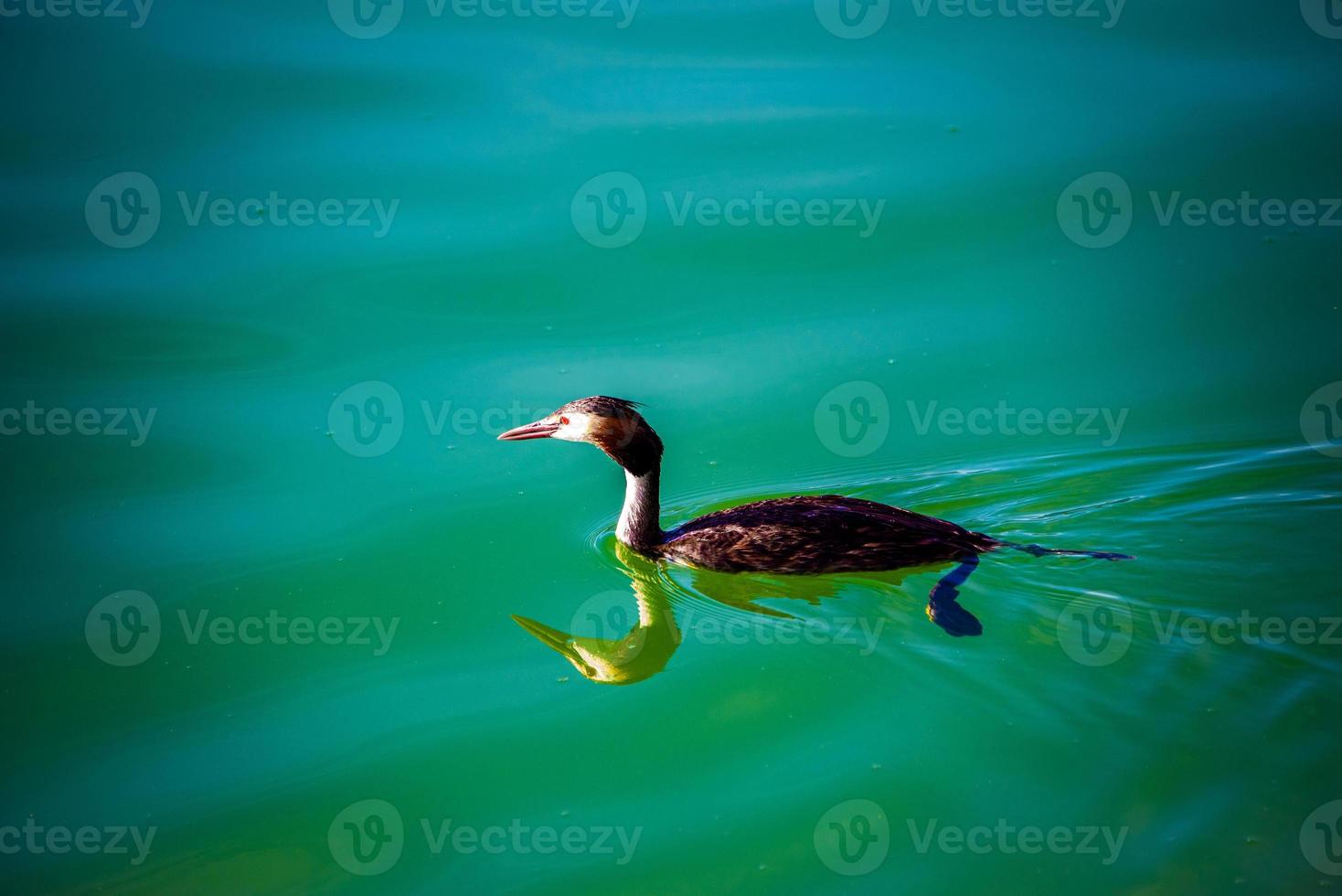 Cormorant on Lake Caldaro photo