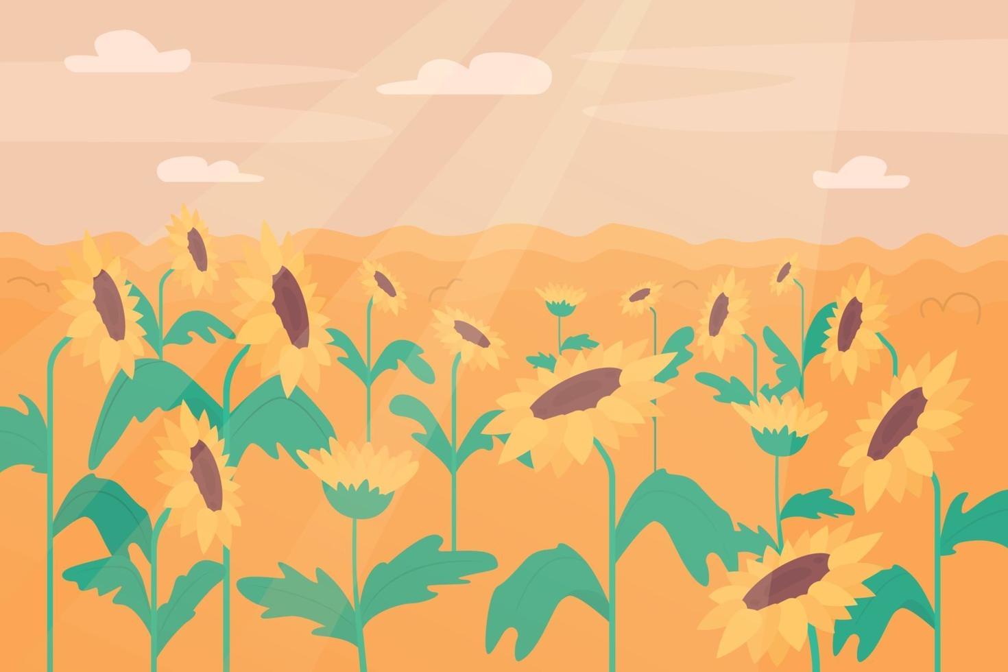 Sunflower field flat color vector illustration