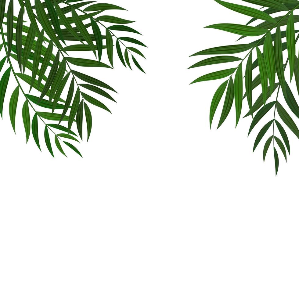 Abstract Realistic Green Palm Leaf Tropical Background vector