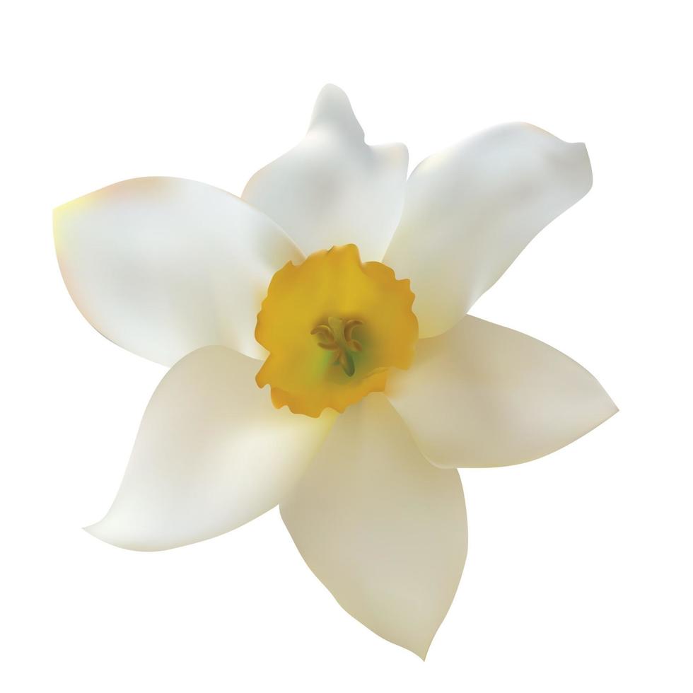 Flor de narciso aislado sobre fondo blanco. vector