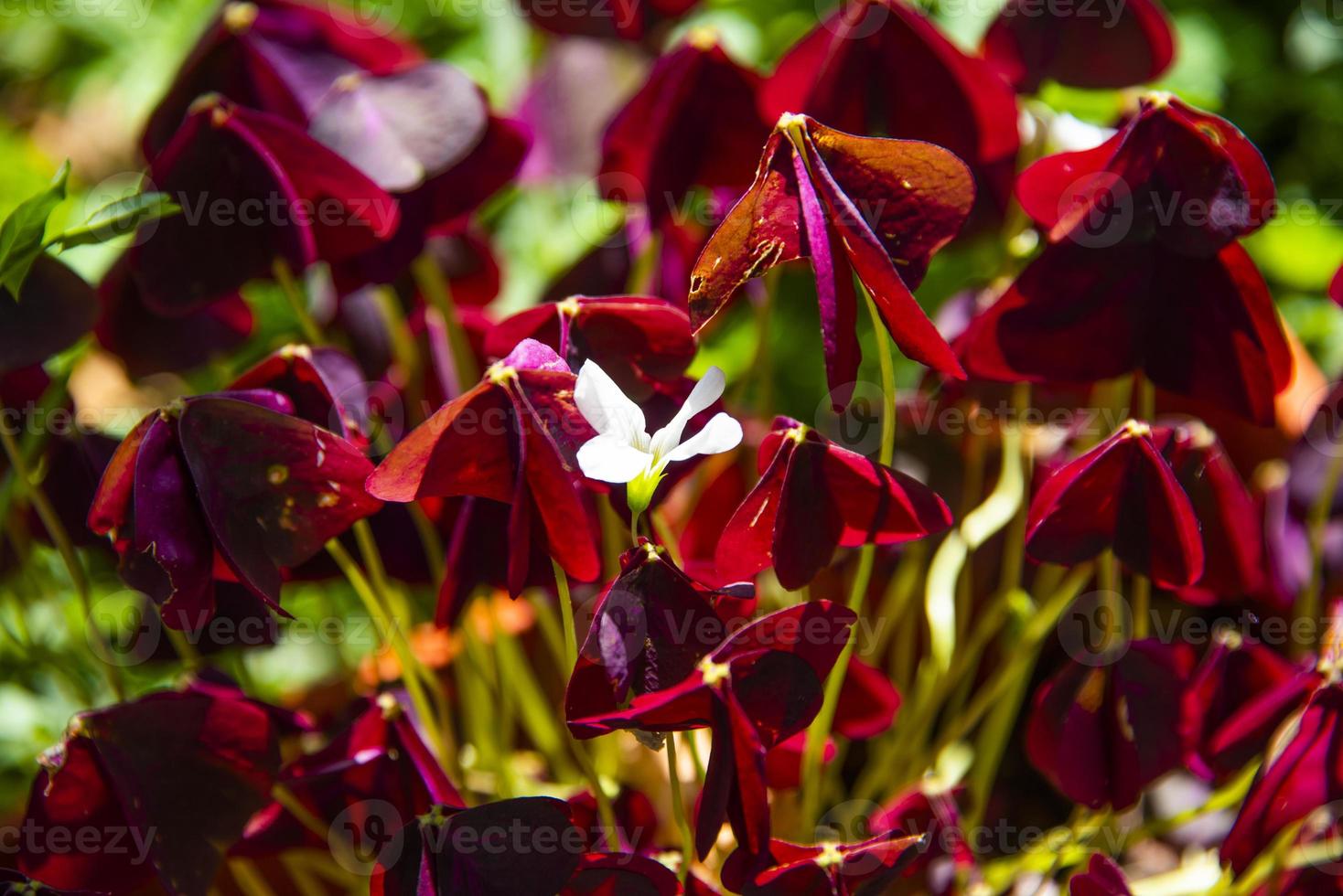 flor blanca entre hermosas flores de color rojo ladrillo foto