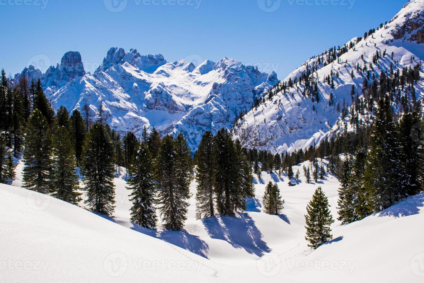 Snowy peaks and pine trees photo