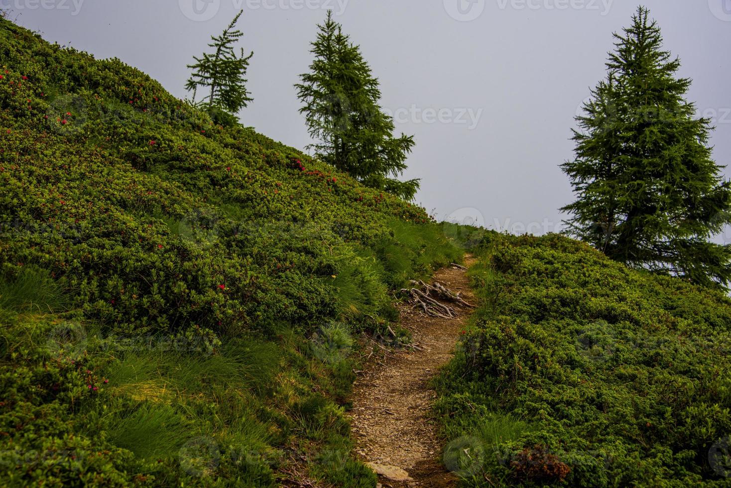 Path between the peaks of the Lagorai photo