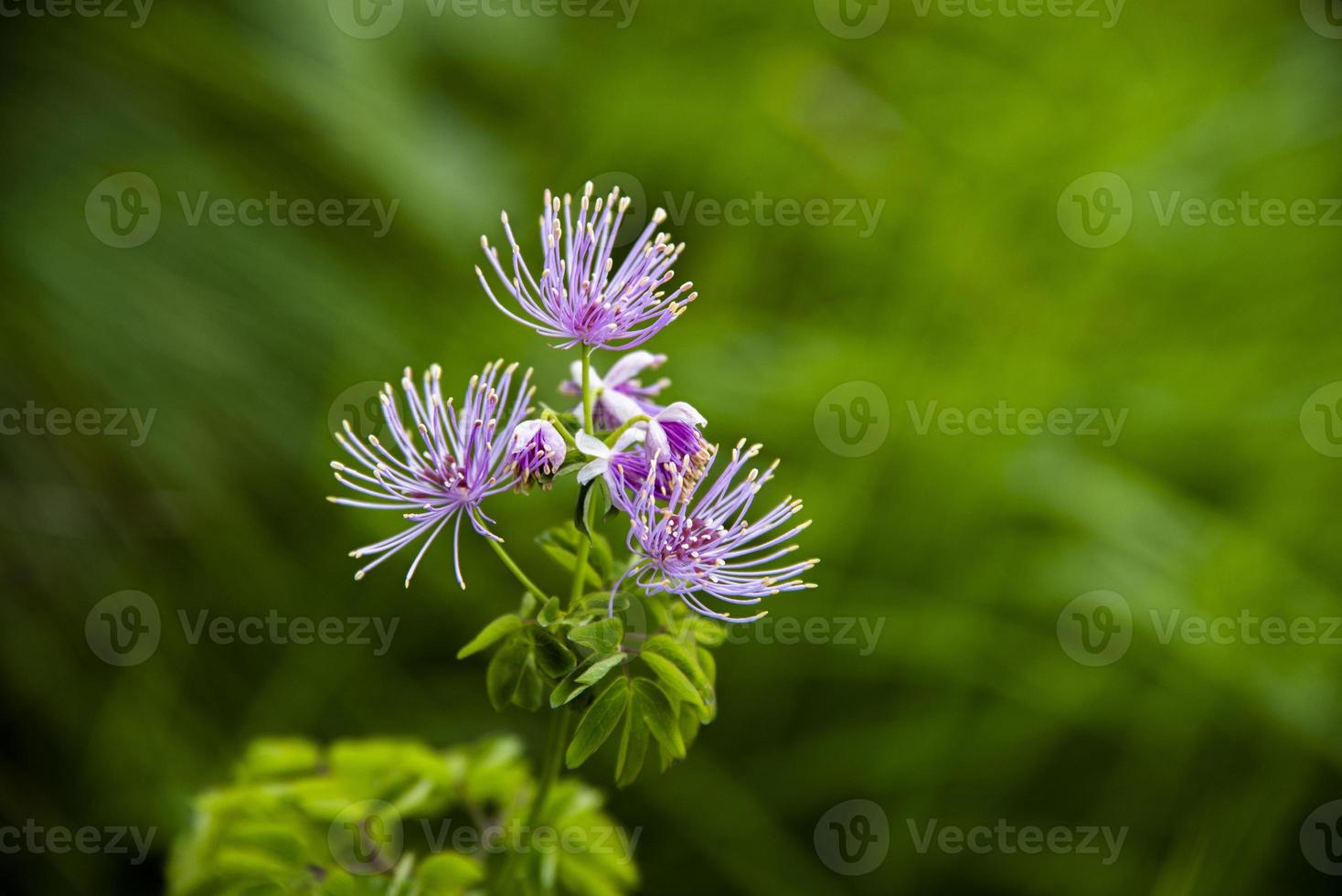 flor de thalictrum aquilegiifolium foto