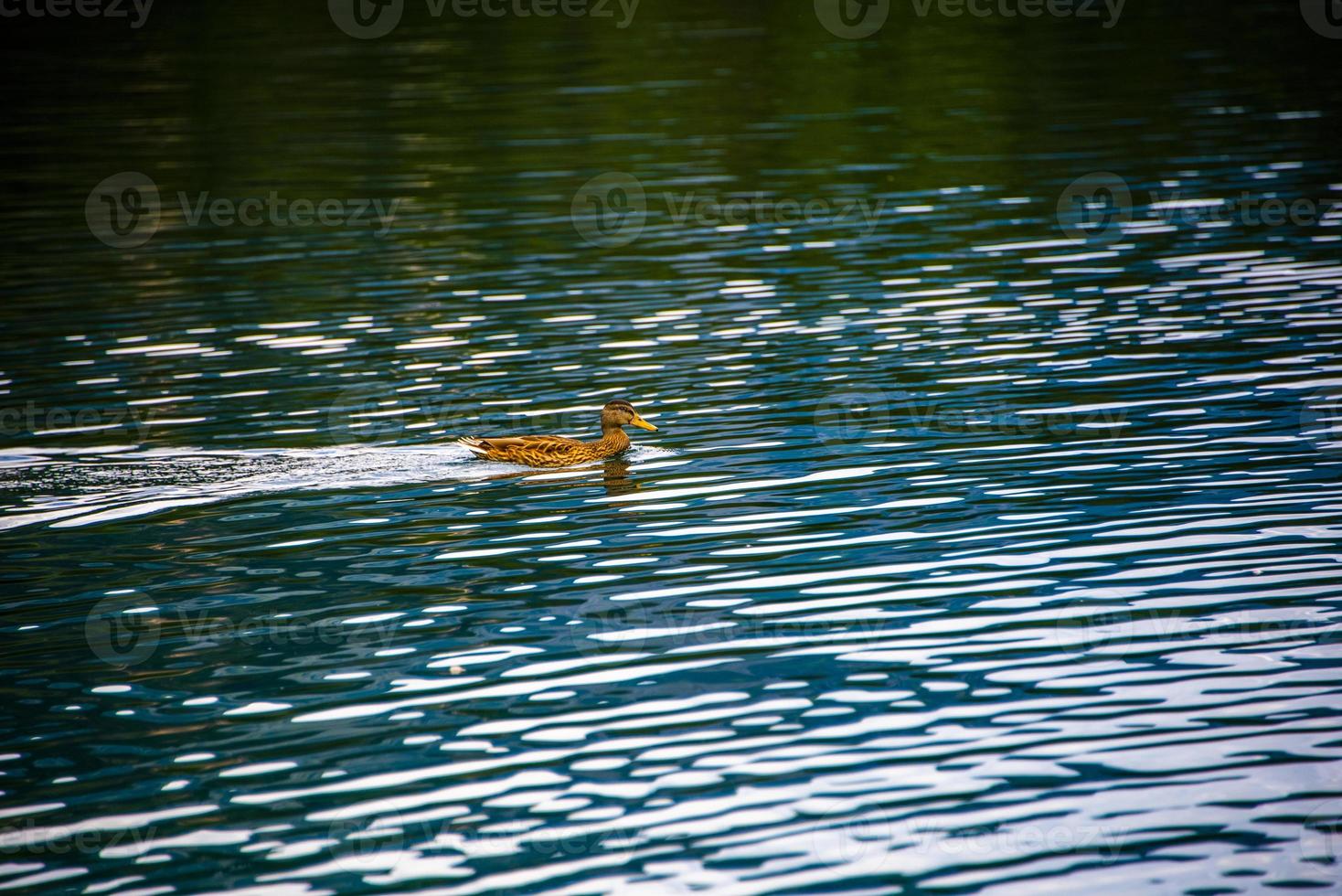 pato en el lago alpino foto