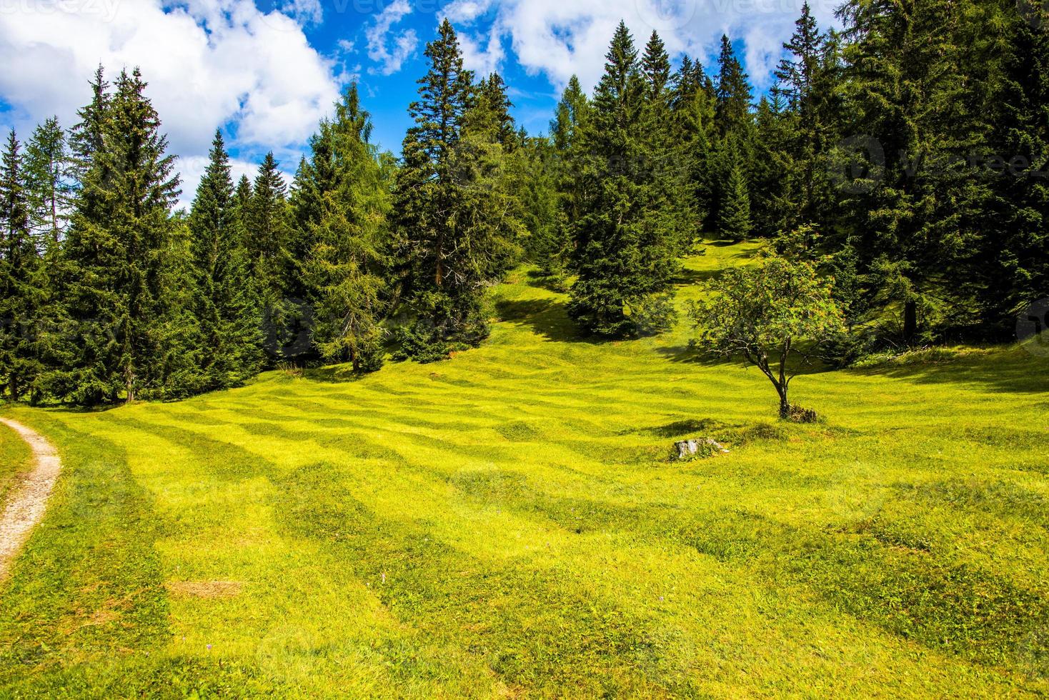 Bosque de pinos en el lago Tret en Fondo, en el Valle di Non en Trento, Italia foto