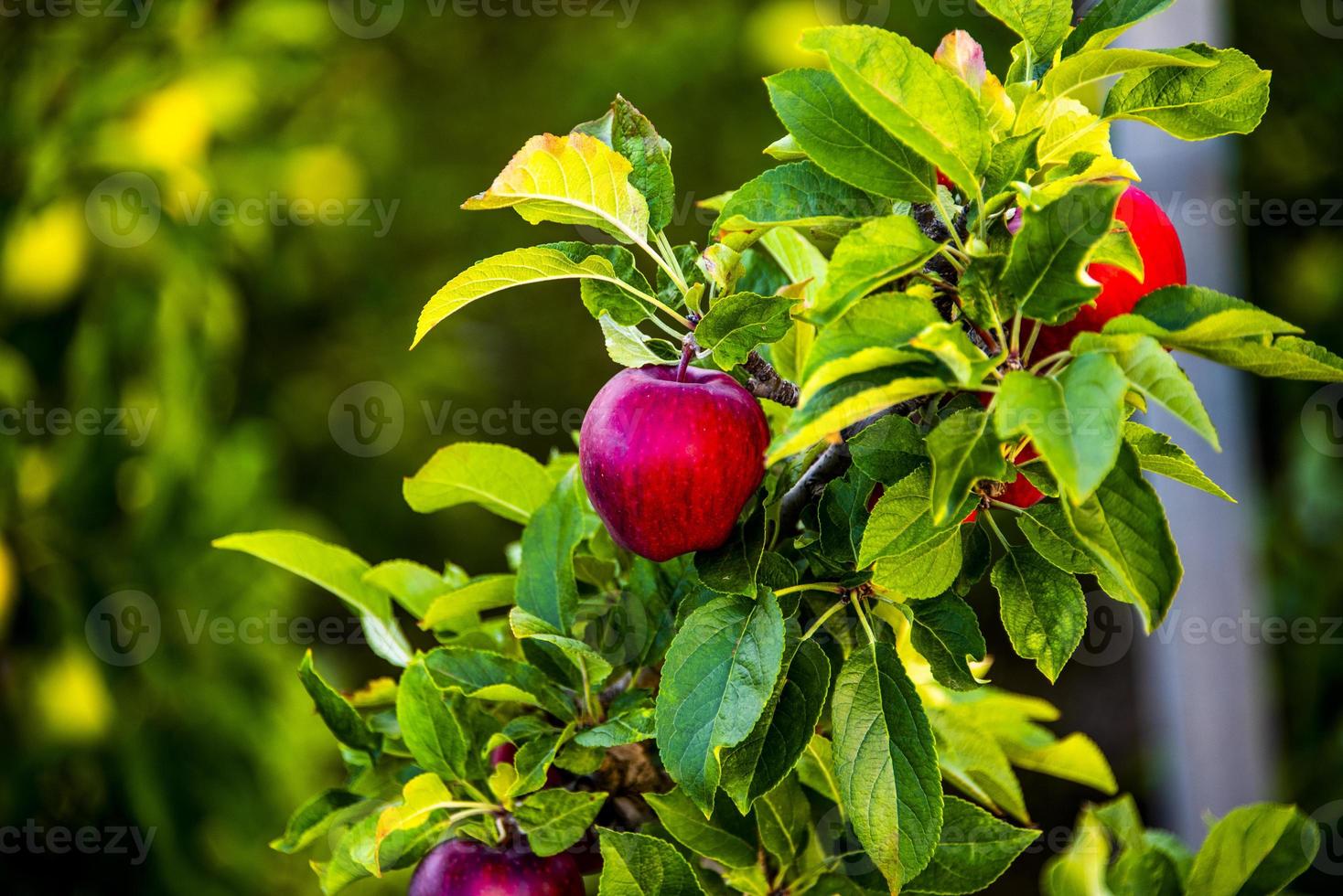 manzanas en el arbol foto