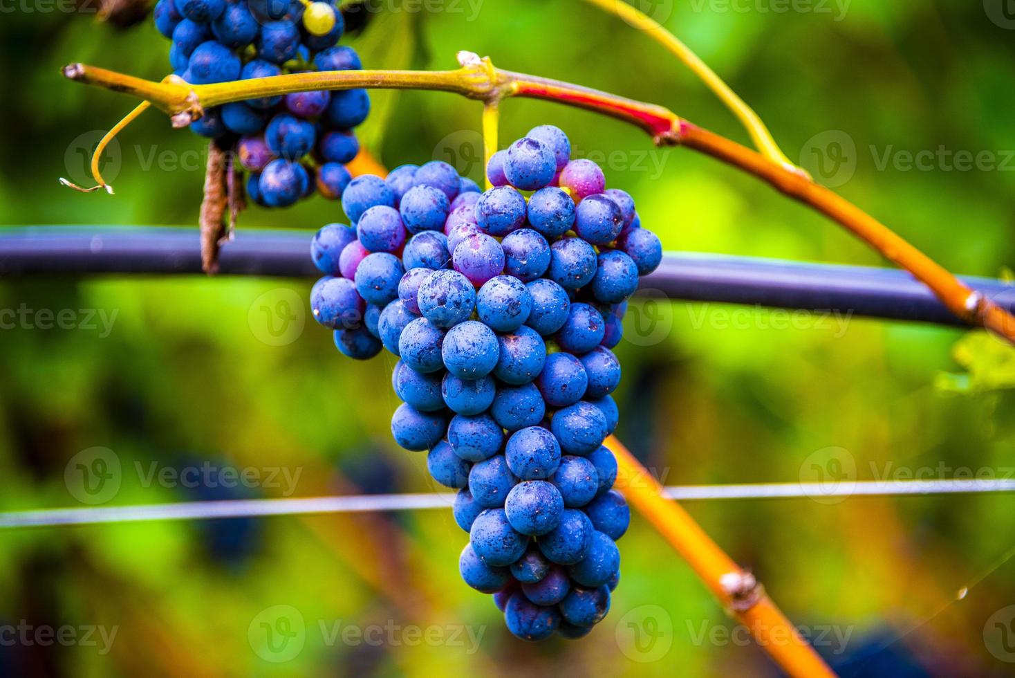 Grape ready for harvesting photo