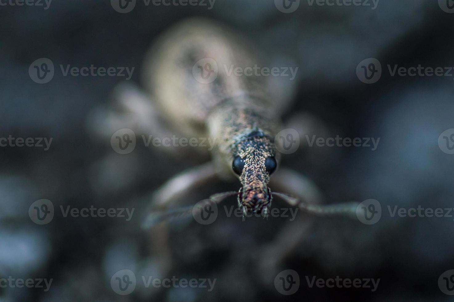 Face of weevil beetle in macro photo