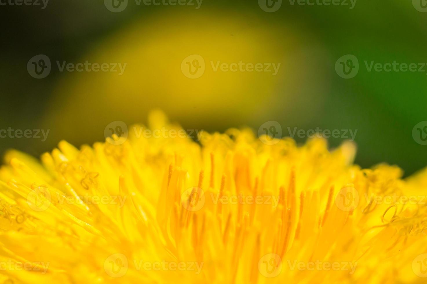 Dandelion with yellow petals in macro photo