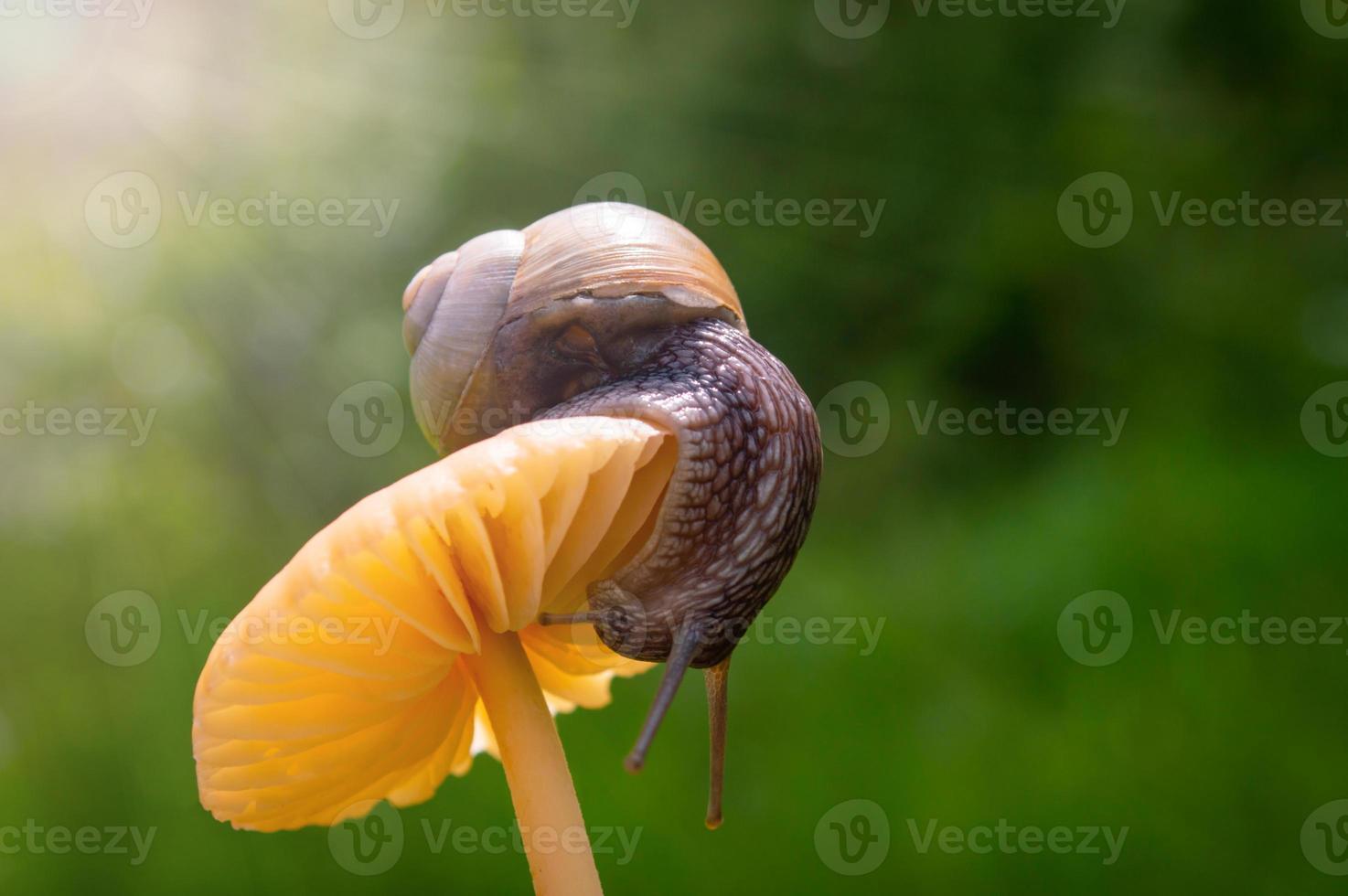 Macro photo of little snail on orange mushroom Snail in the green grass after rain