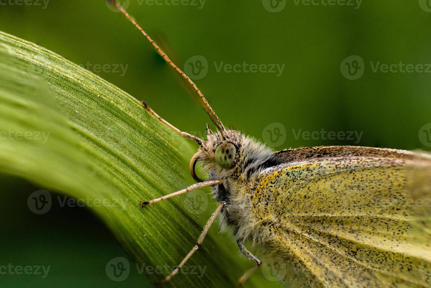 Mariposa de trigo sarraceno o lemongrass butterfly closeup foto