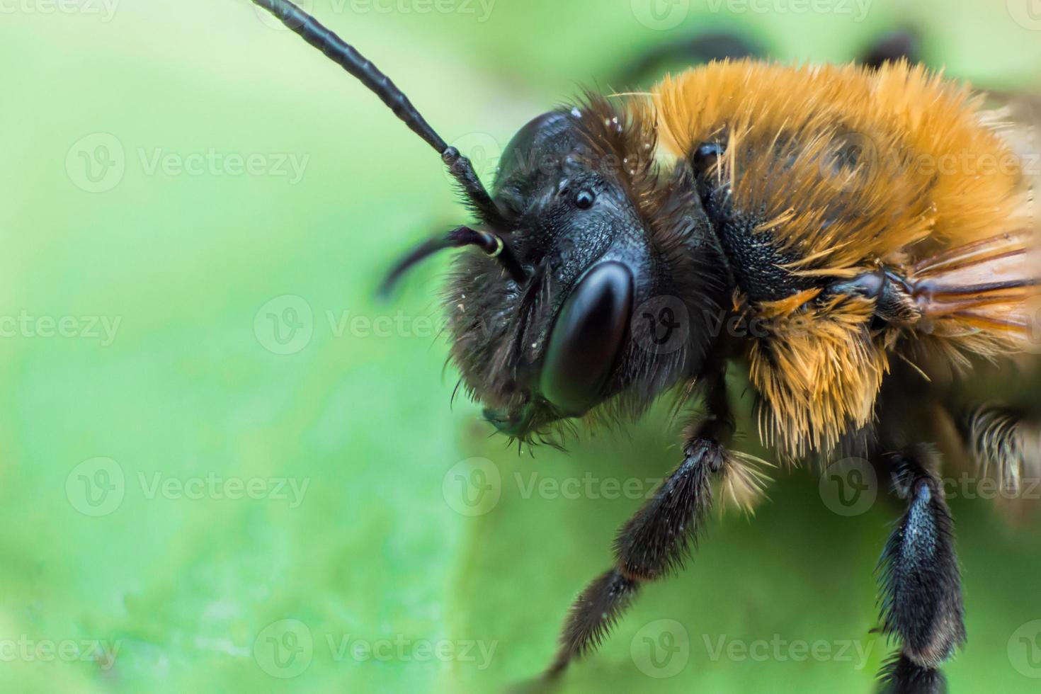 super macro de abeja de la tierra foto