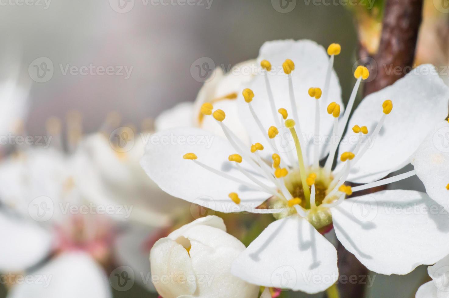 Apple flowers in macro with white petals photo