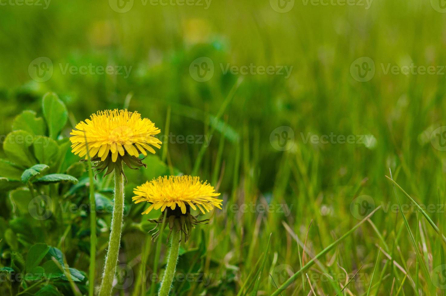 Primer plano de diente de león amarillo sobre la hierba verde foto