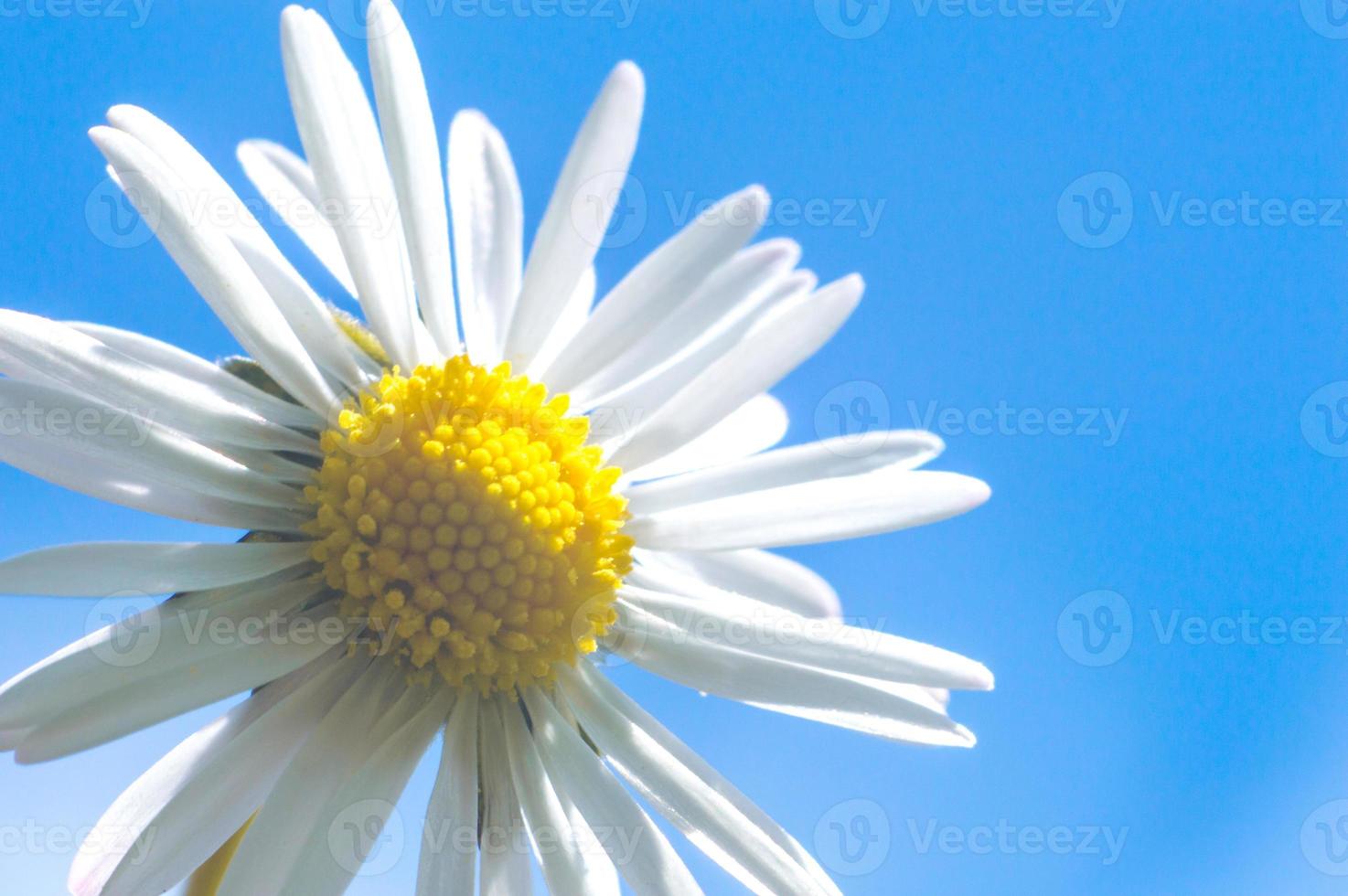 Fotografía macro de pequeñas flores de manzanilla con pétalos blancos foto