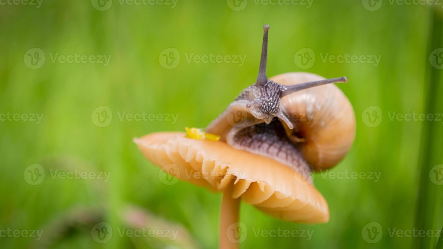 Macro photo of little snail on orange mushroom Snail in the green grass after rain