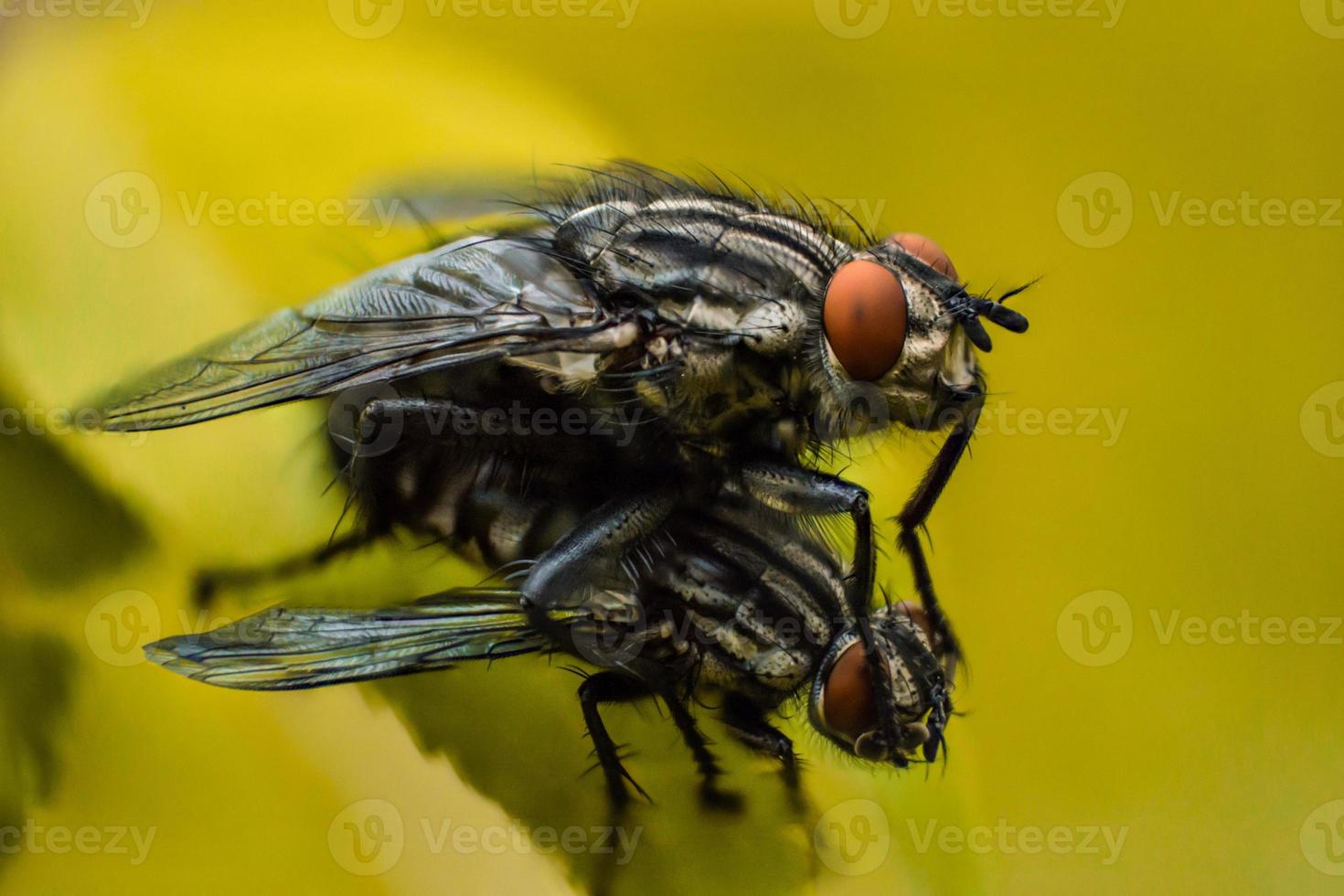 Two flies on  yellow background photo