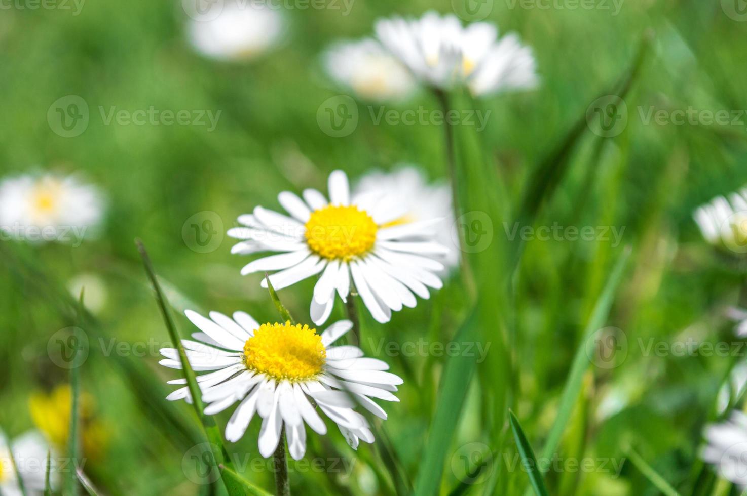 Fotografía macro de pequeñas flores de manzanilla con pétalos blancos foto