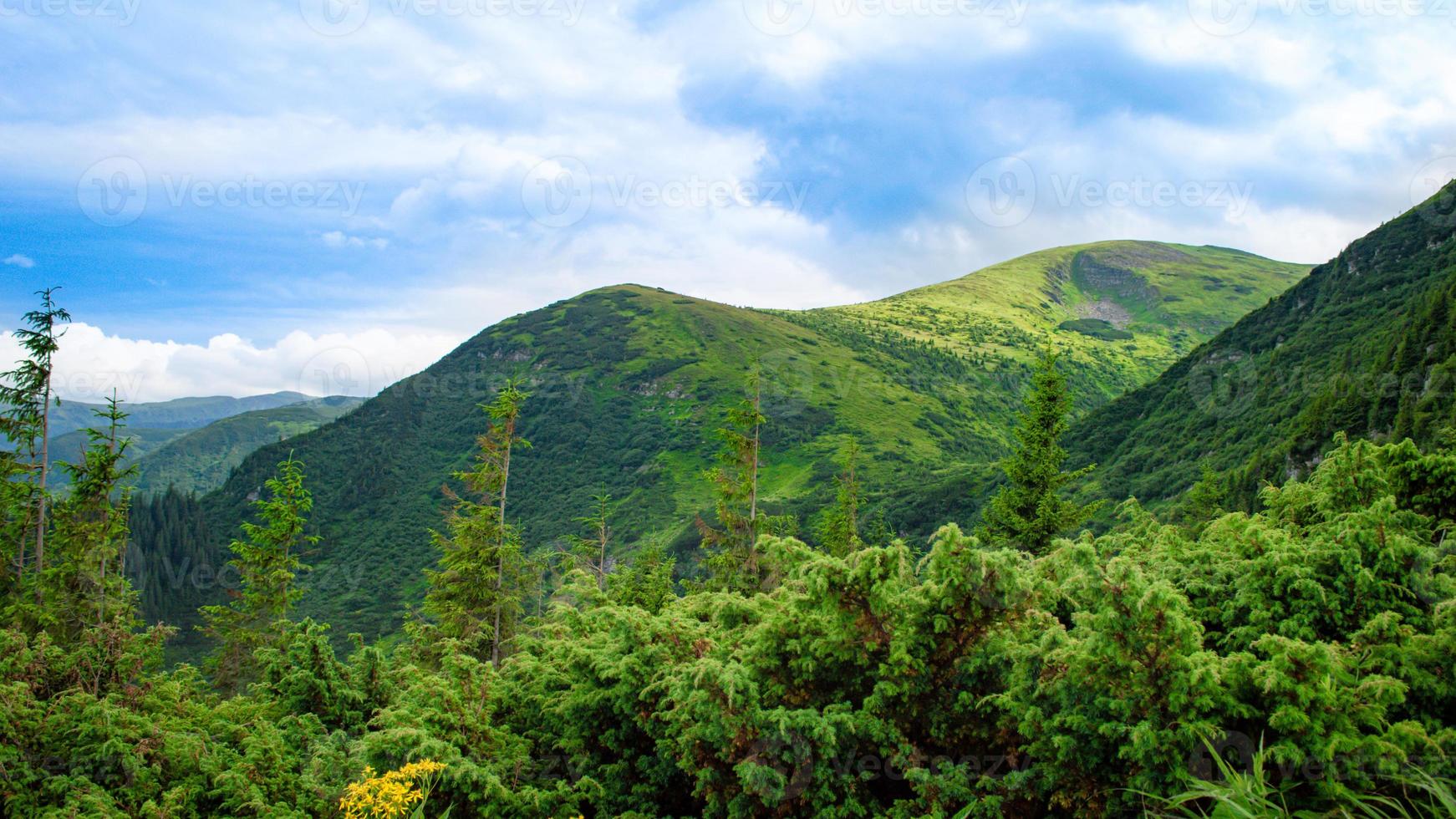 Panorama de las montañas de los Cárpatos de colinas verdes en la montaña de verano foto