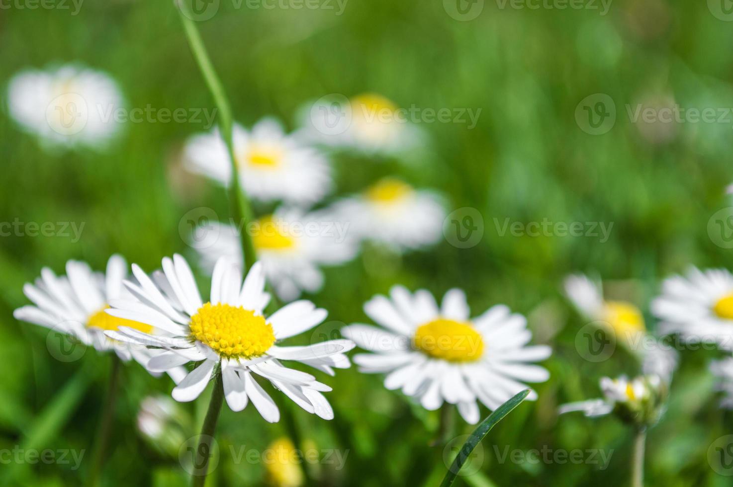 Fotografía macro de pequeñas flores de manzanilla con pétalos blancos foto