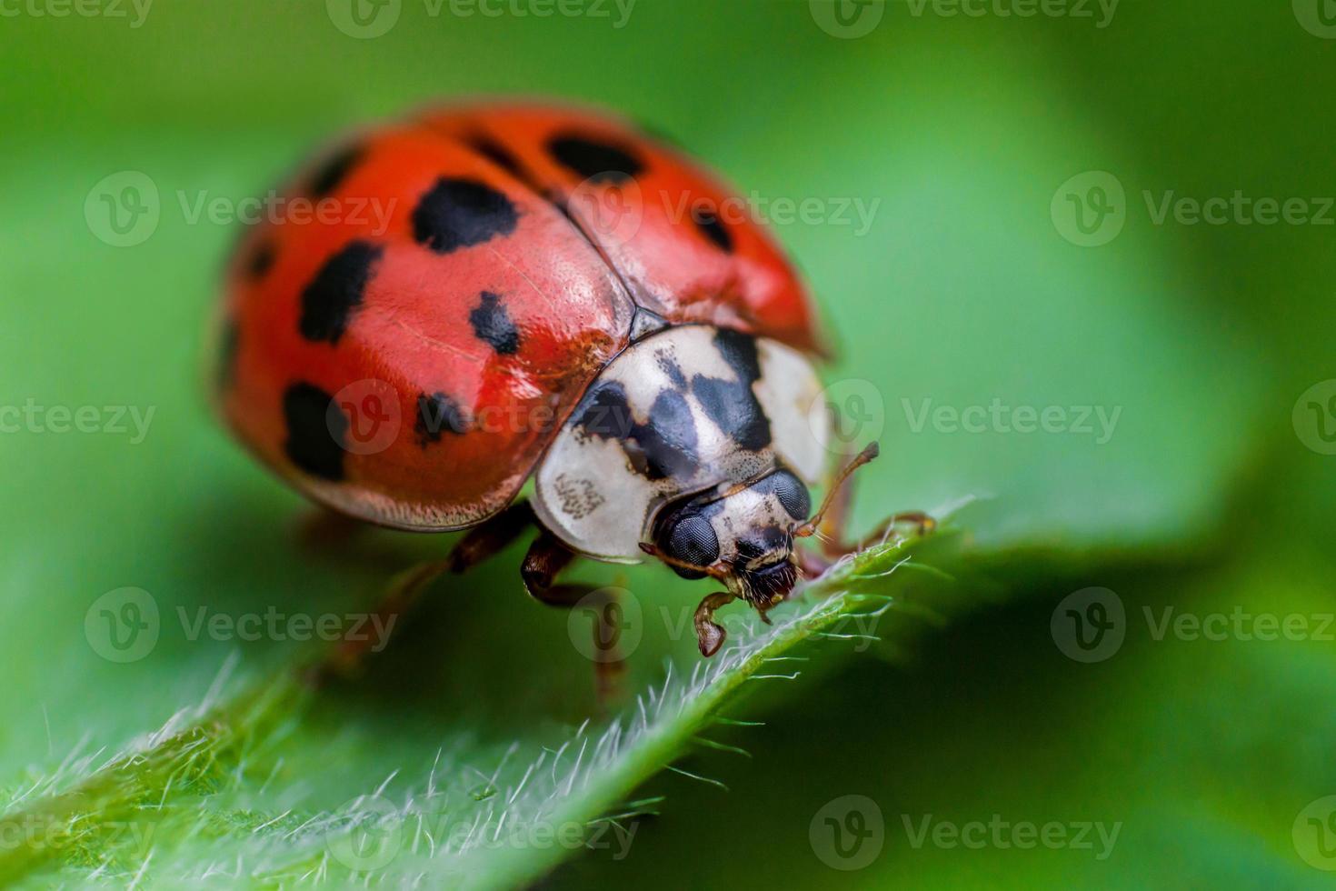 Ladybug with black eyes in macro photo