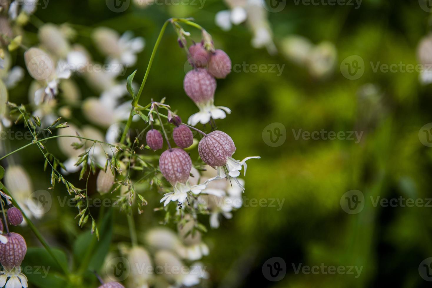 flor de silene vulgaris foto