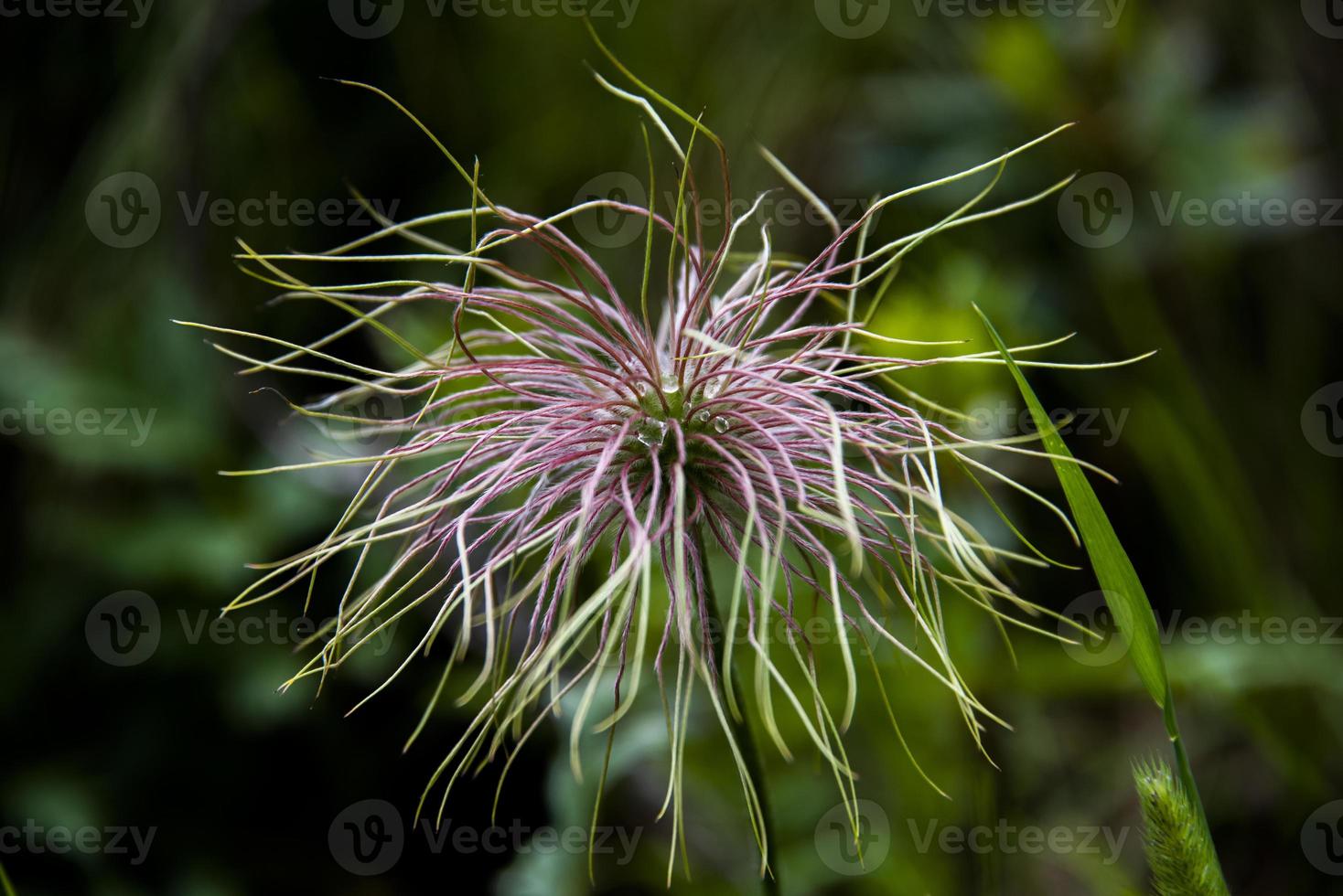 flor de anémona alpina foto