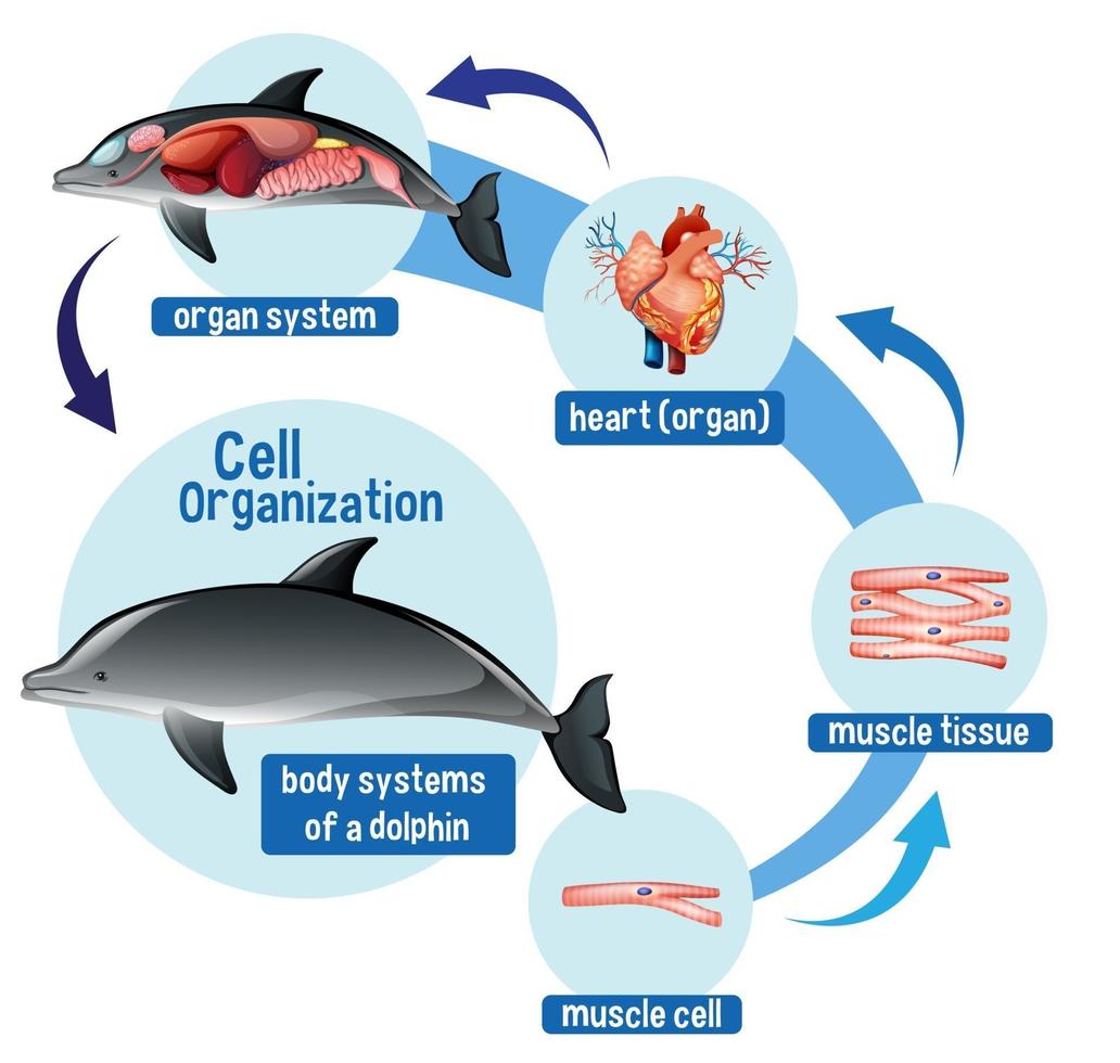 Diagram showing cell organization in a dolphin vector