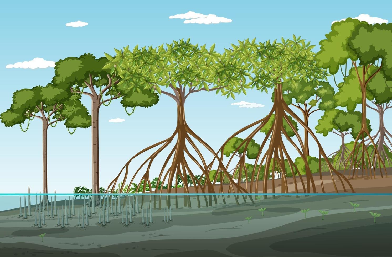 Mangrove forest landscape scene at daytime vector