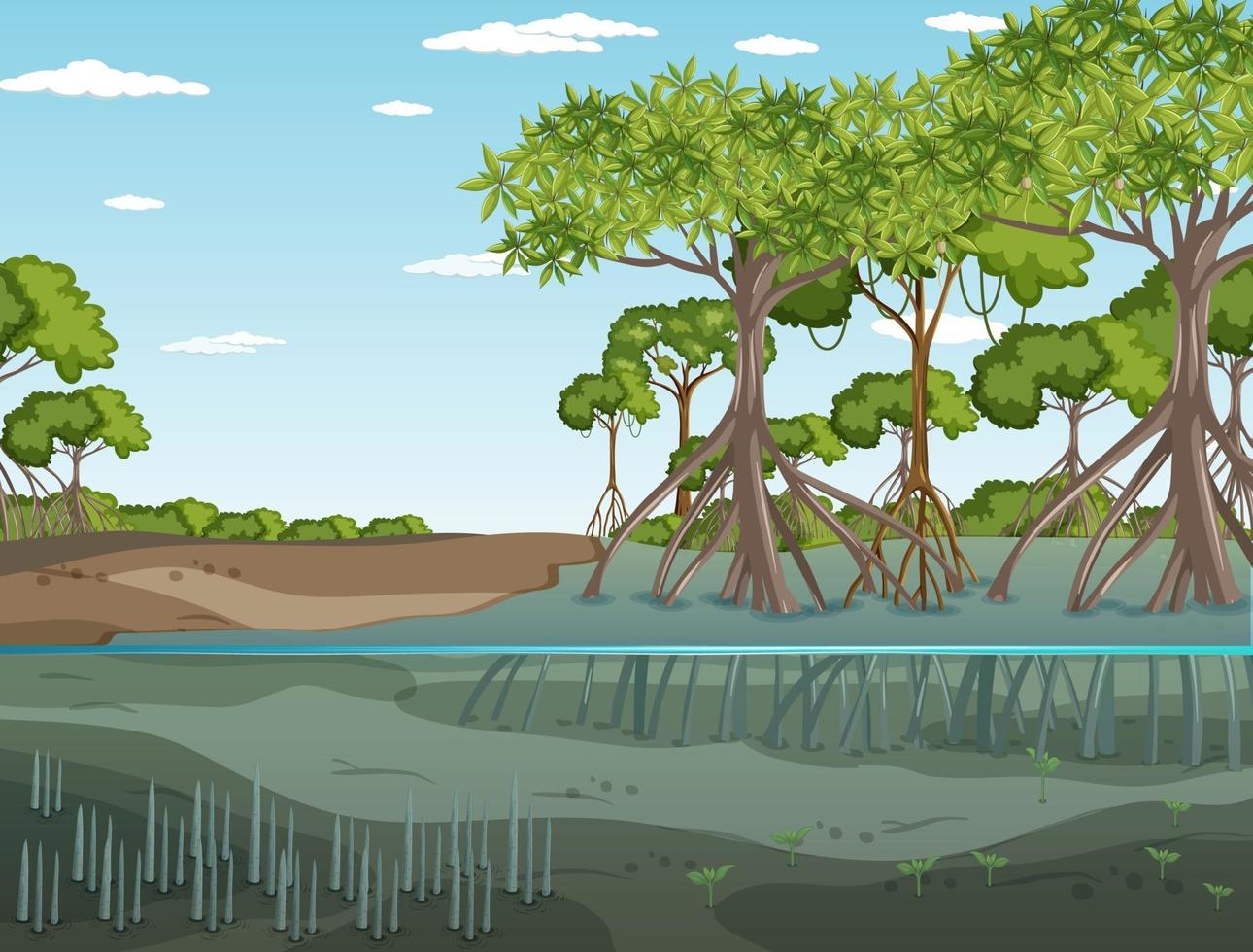 Mangrove forest landscape scene at daytime vector