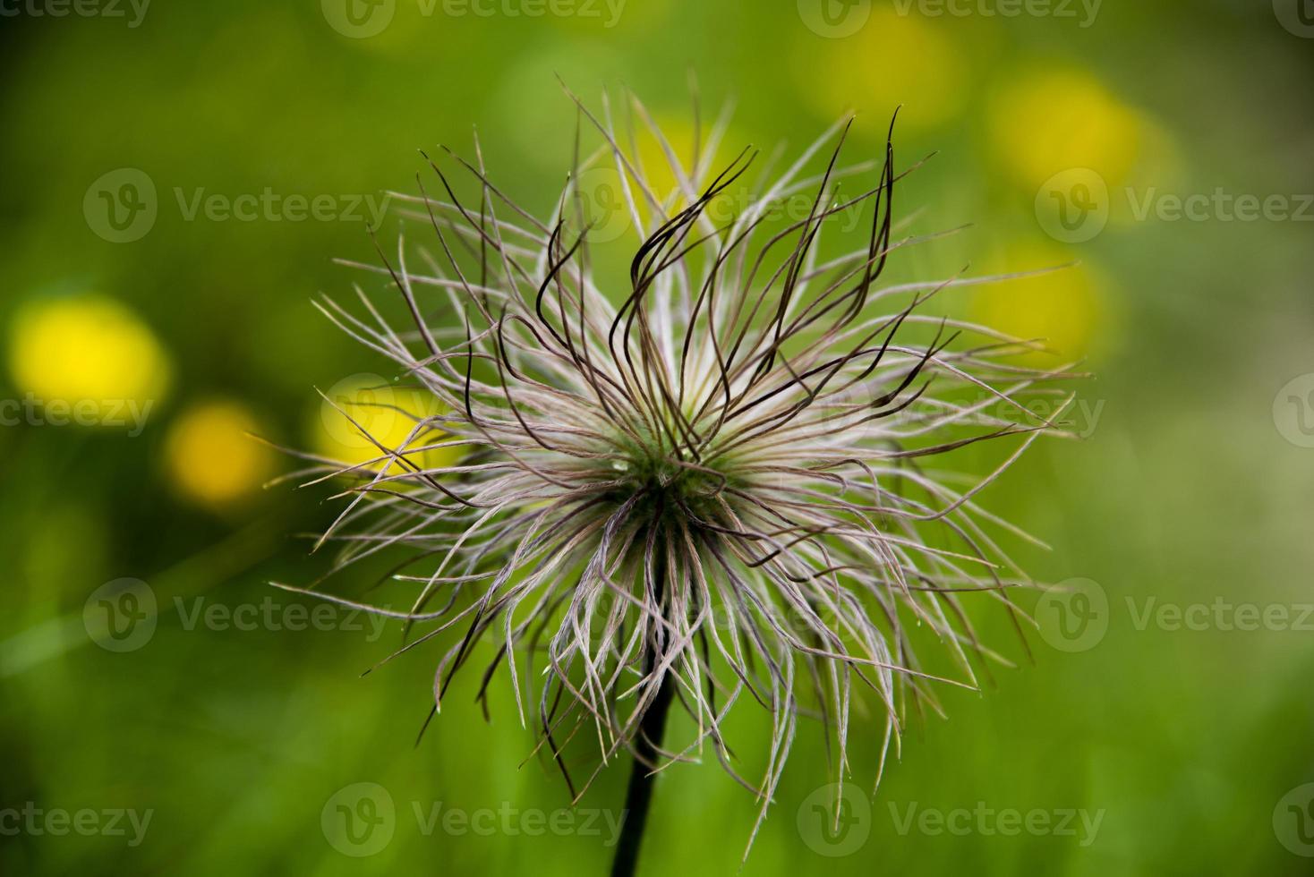 flor de genum montanum foto