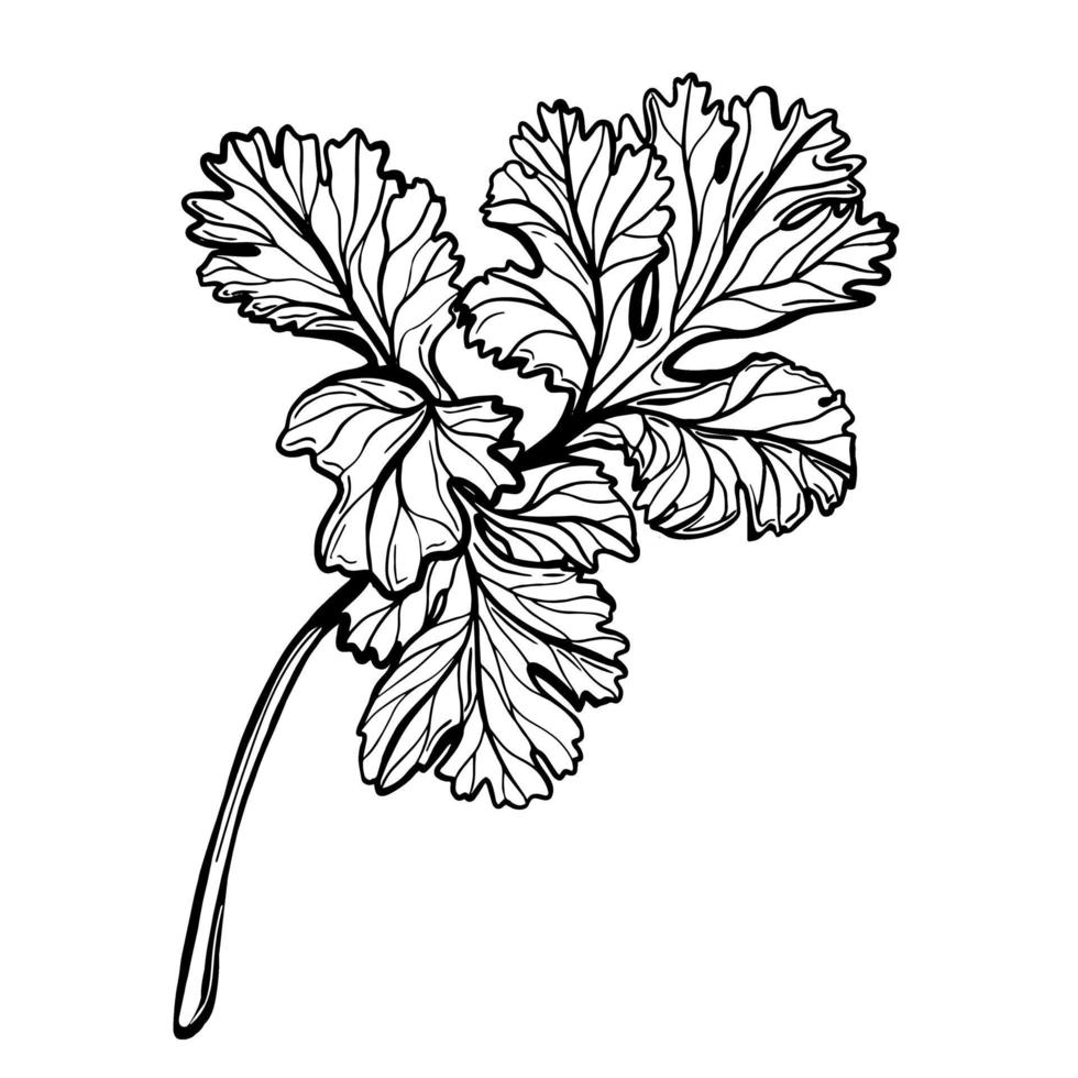 A sprig of parsley isolated on a white background. Parsley is a herb for a healthy diet. Spicy aromatic spice. Hand drawn illustration vector