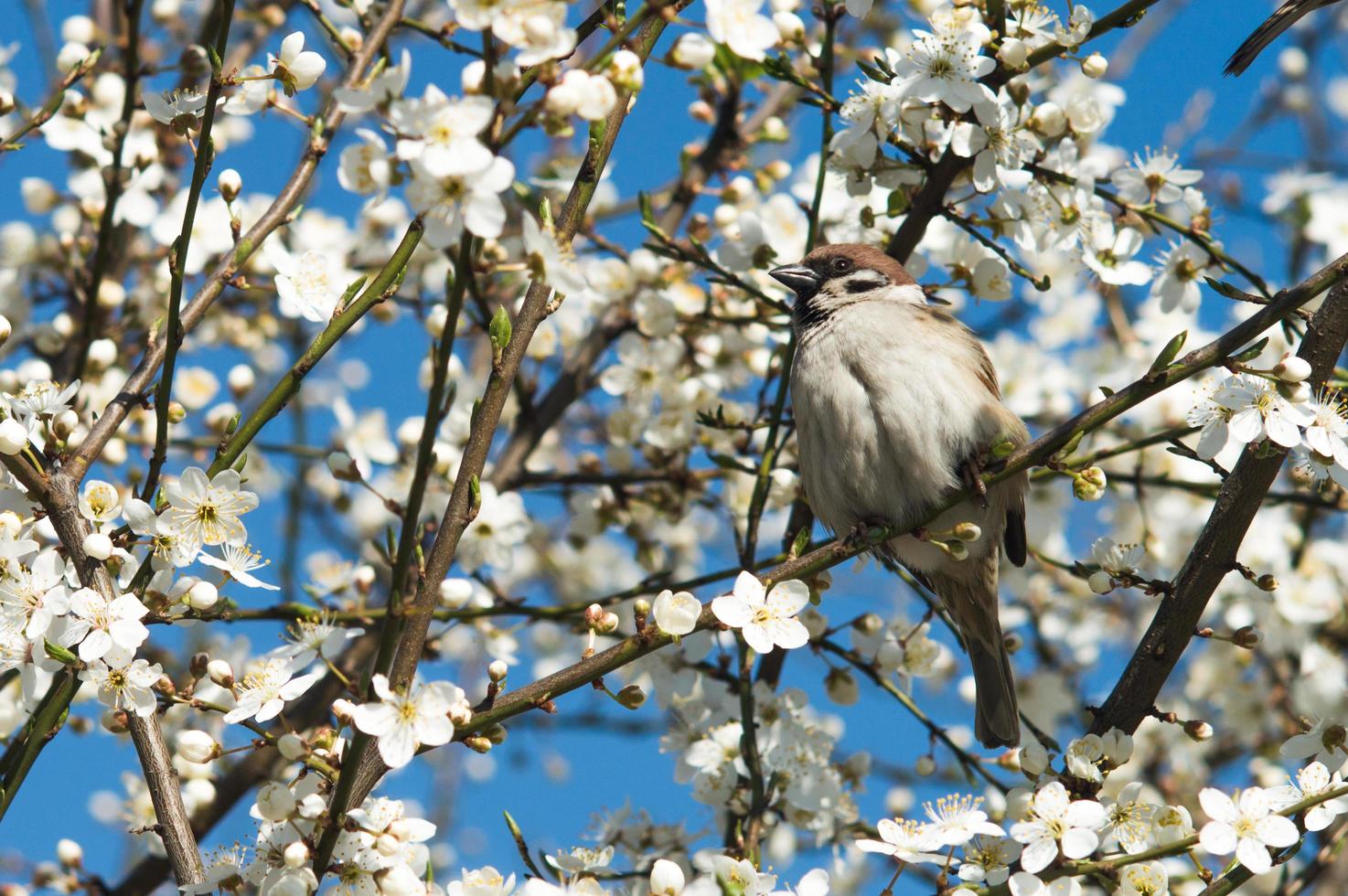 Sparrow on the branch of cherry plum tree photo