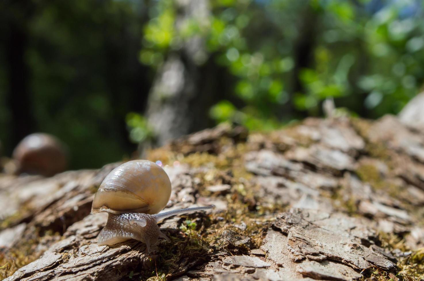 Wild little snail closeup in the green forest with blurred background photo