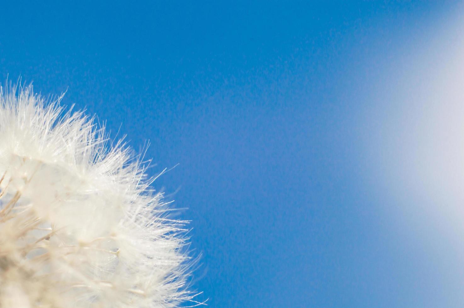 White dandelion fluff in macro with bokeh photo