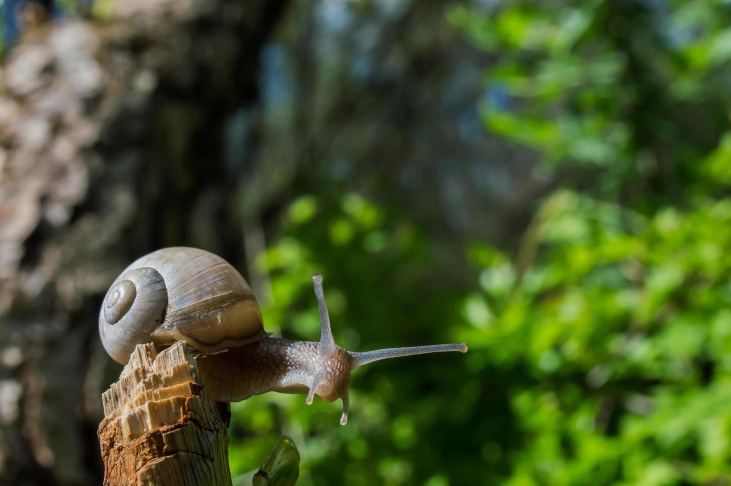 Wild little snail closeup in the green forest with blurred background photo