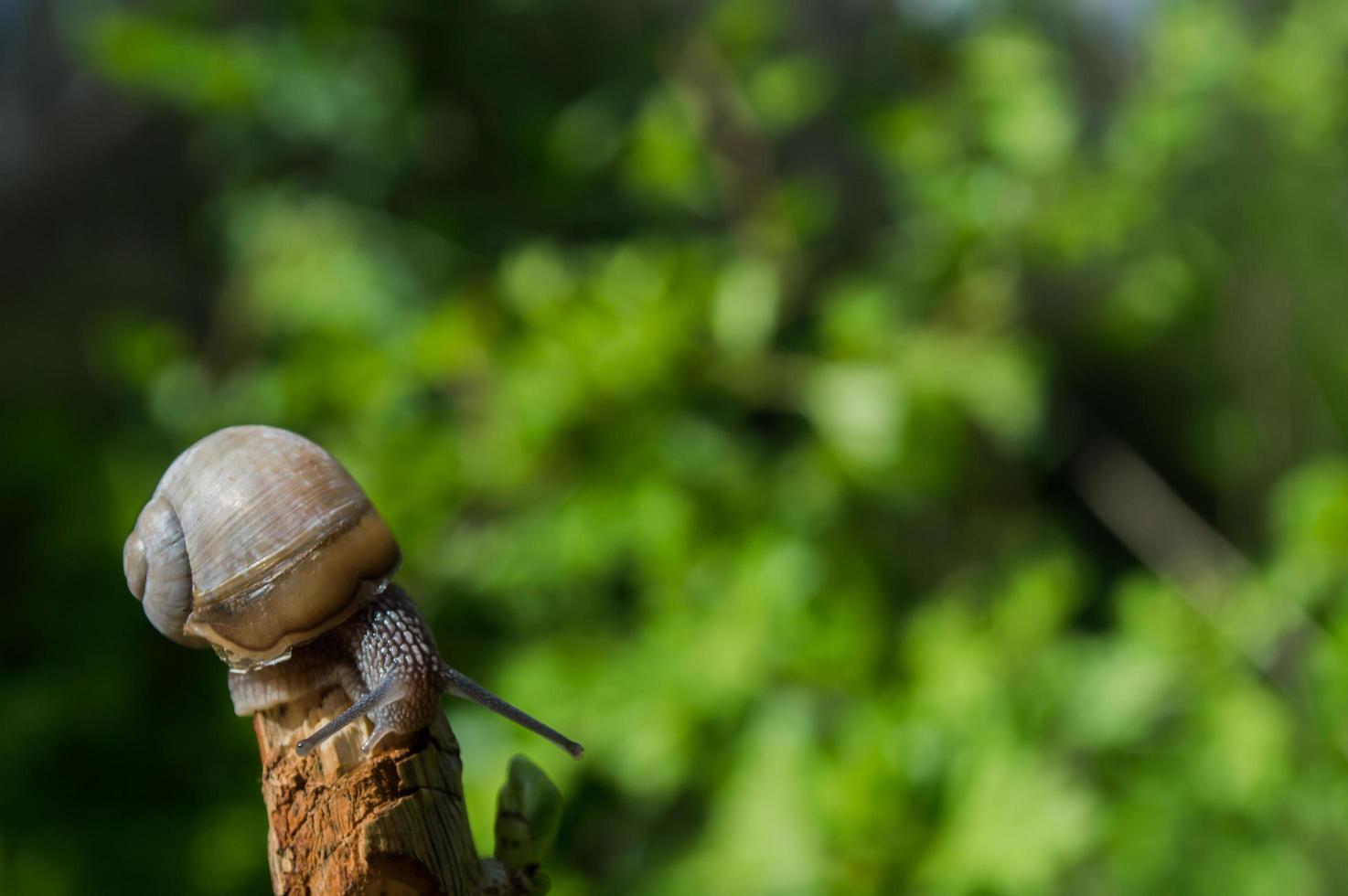 Wild little snail closeup in the green forest with blurred background photo