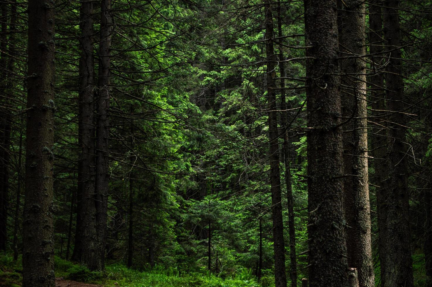 bosque de la naturaleza de los Cárpatos en colinas verdes en las montañas de verano foto