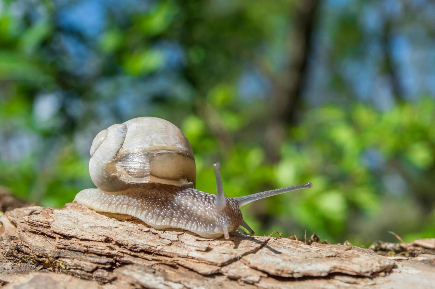 Primer plano de caracol pequeño salvaje en el bosque verde con fondo borroso foto