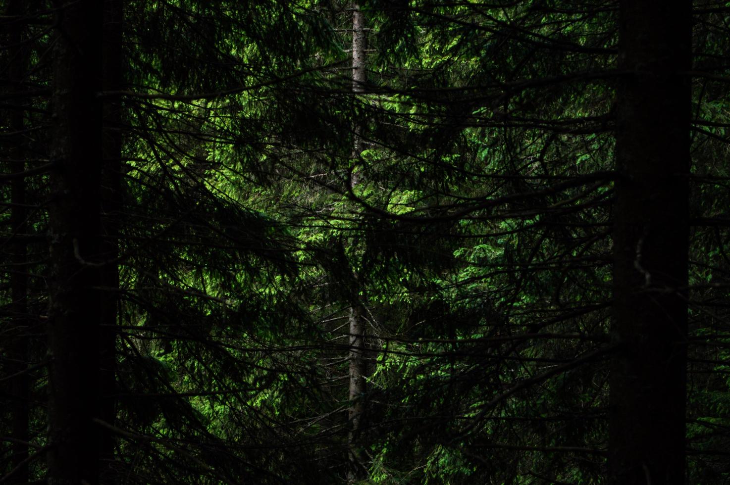 Carpathian nature Forest on green hills in summer mountains photo