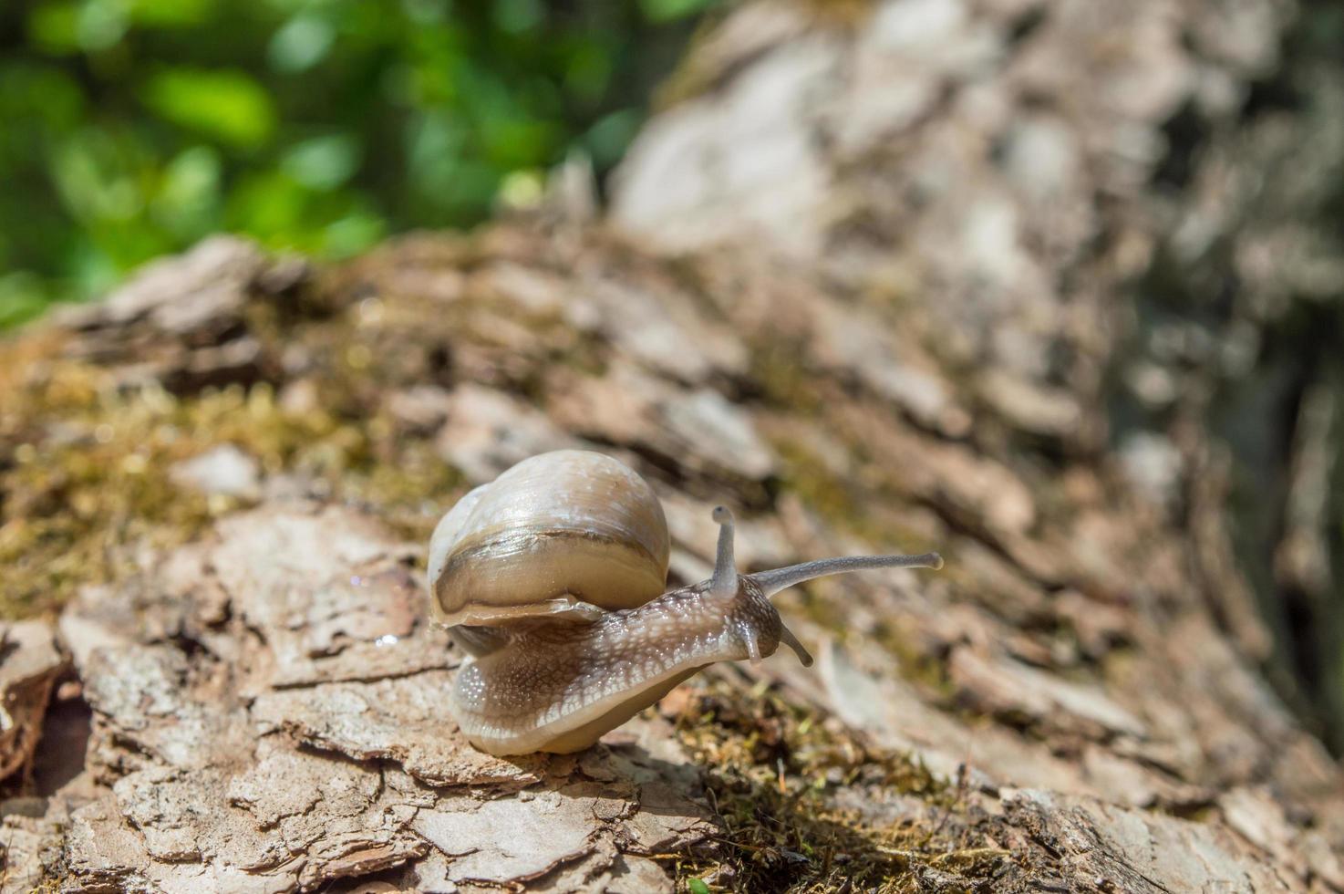 Wild little snail closeup in the green forest with blurred background photo