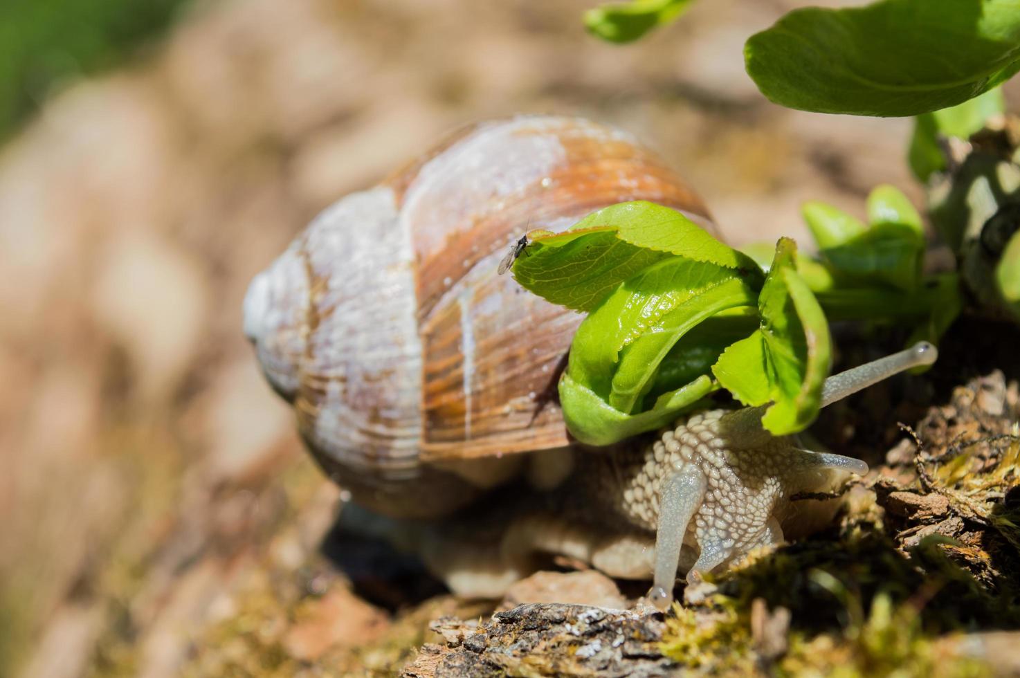 Wild little snail closeup in the green forest with blurred background photo